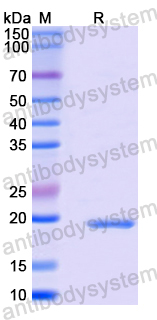 Recombinant Mouse IL36G/IL-1F9 Protein, N-His