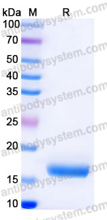 Recombinant Mouse IL36G/IL-1F9 Protein, Tag free