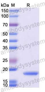 Recombinant Mouse IL17C Protein, N-His