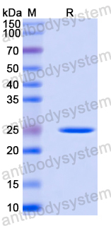 Recombinant Mouse CD353/SLAMF8 Protein, N-His