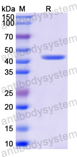 Recombinant Mouse CLEC1B Protein, N-GST & C-His