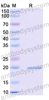 Recombinant Mouse IL36A/IL-1F6 Protein, N-His