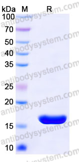Recombinant Mouse IL36A/IL-1F6 Protein, Tag free