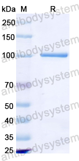 Recombinant Mouse PADI4 Protein, N-GST & C-His