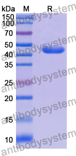 Recombinant Mouse CLEC11A Protein, N-GST & C-His