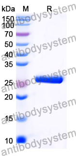 Recombinant Mouse ANGPT4 Protein, N-His