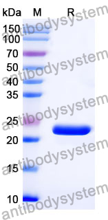 Recombinant Mouse CD257/BAFF/TNFSF13B/BLYS Protein, N-His