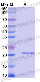 Recombinant Mouse CD321/F11R Protein, N-His