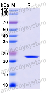 Recombinant Mouse CD278/ICOS Protein, N-His-SUMO