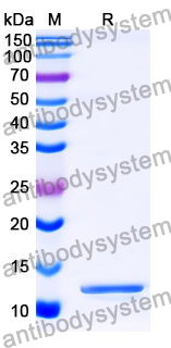 Recombinant Mouse IgA1/IGHA1 Protein, N-His