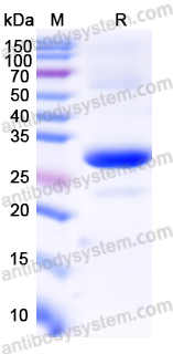 Recombinant Mouse Cd209b Protein, N-His