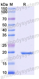 Recombinant Mouse CD367/CLEC4A Protein, N-His