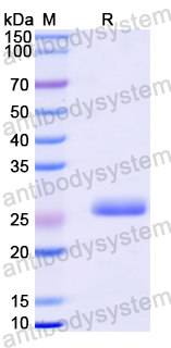 Recombinant Mouse CD369/CLEC7A Protein, N-His-SUMO