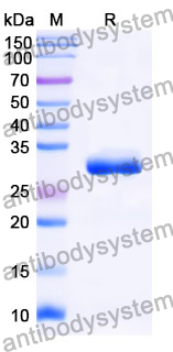 Recombinant Mouse AMIGO1 Protein, N-His
