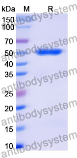 Recombinant Mouse BTNL2/BTL-II Protein, N-His