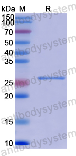 Recombinant Mouse ELOVL3/CIG30 Protein, N-His-SUMO