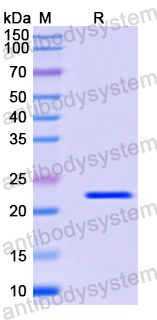 Recombinant Mouse CD16/FcRIII Protein, N-His