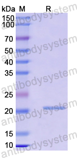 Recombinant Mouse CD32/FcRII/Ly-17 Protein, N-His