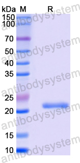 Recombinant Mouse TSLPR/CRLF2 Protein, N-His