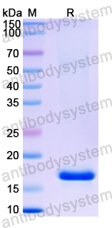 Recombinant Mouse TNFSF18 Protein, N-His