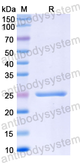Recombinant Mouse AIFM3/AIFL Protein, N-His-SUMO