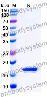 Recombinant Mouse MYDGF Protein, N-His