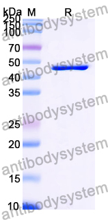 Recombinant Mouse TXNDC5 Protein, N-His