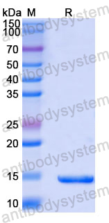 Recombinant Mouse ARTN/Artemin Protein, N-His