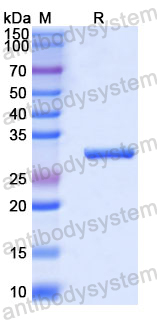 Recombinant Mouse EID1/CRI1 Protein, N-His-SUMO