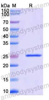 Recombinant Mouse SFRP2 Protein, N-His-SUMO