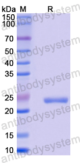 Recombinant Mouse EGFLAM Protein, N-His