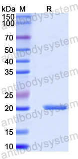 Recombinant Mouse Ccl6 Protein, N-His-SUMO