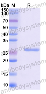 Recombinant Mouse Btnl4 Protein, N-His