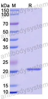 Recombinant Mouse RAET1E Protein, N-His