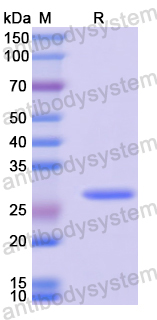 Recombinant Mouse Cxcl15 Protein, N-His-SUMO