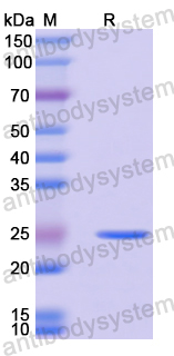 Recombinant Mouse BTNL9 Protein, N-His