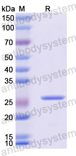 Recombinant Mouse Btnl1 Protein, N-His
