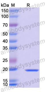 Recombinant Mouse BTNL10 Protein, N-His