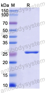 Recombinant Mouse BTN2A2 Protein, N-His