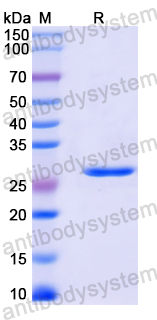 Recombinant Mouse VSTM4 Protein, N-His-SUMO