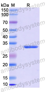 Recombinant Mouse CADM4 Protein, N-His