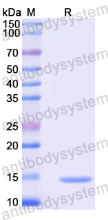 Recombinant Mouse Mbl1 Protein, N-His