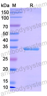 Recombinant Mouse H-2Kb Protein, C-Avi tag