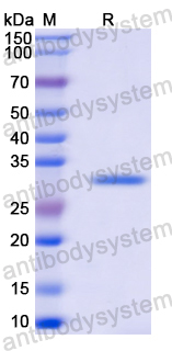 Recombinant Mouse EPGN/Epigen Protein, N-GST & C-His