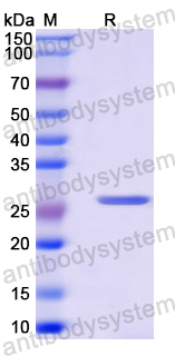 Recombinant Mouse Crisp4 Protein, N-His