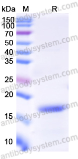 Recombinant Mouse CLEC6A Protein, N-His