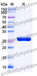 Recombinant Mouse JAML Protein, N-His