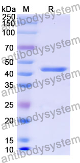 Recombinant Mouse CHST3 Protein, N-His