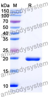 Recombinant Mouse LRRN4 Protein, N-His