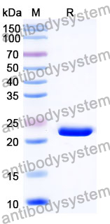 Recombinant Mouse NRTN Protein, N-His-SUMO